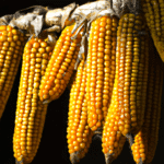 Jak skutecznie zakisić kukurydzę - porady dla początkujących
