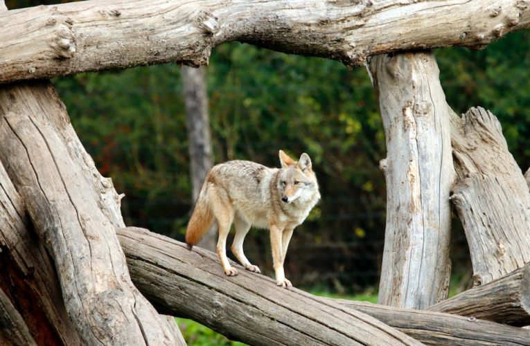 Tajemnice nocnego wyjania wilków: dlaczego wilki wyją do księżycowej nocy?
